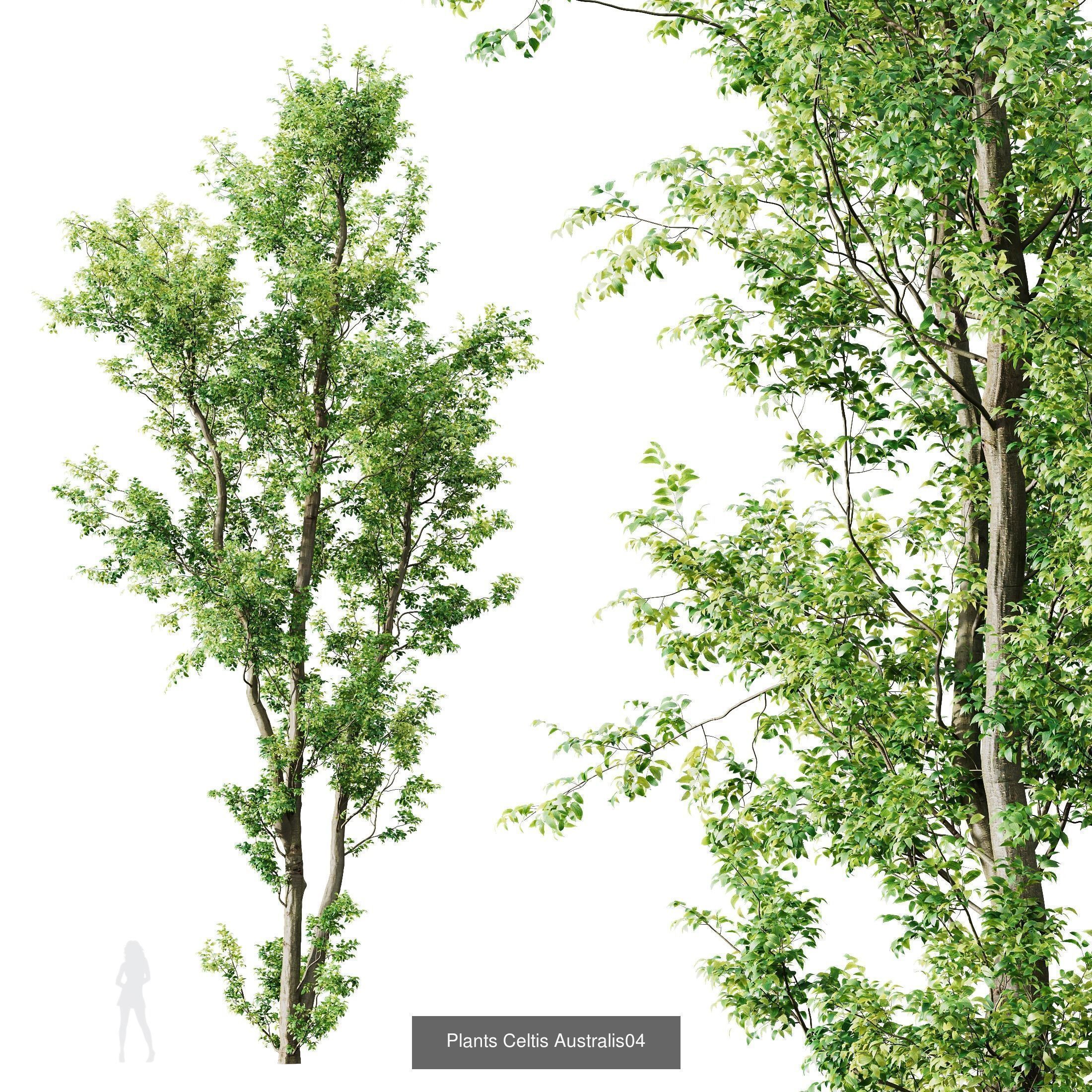 8 Different SETS Of Trees SET VOL10 3D Model Collection_8