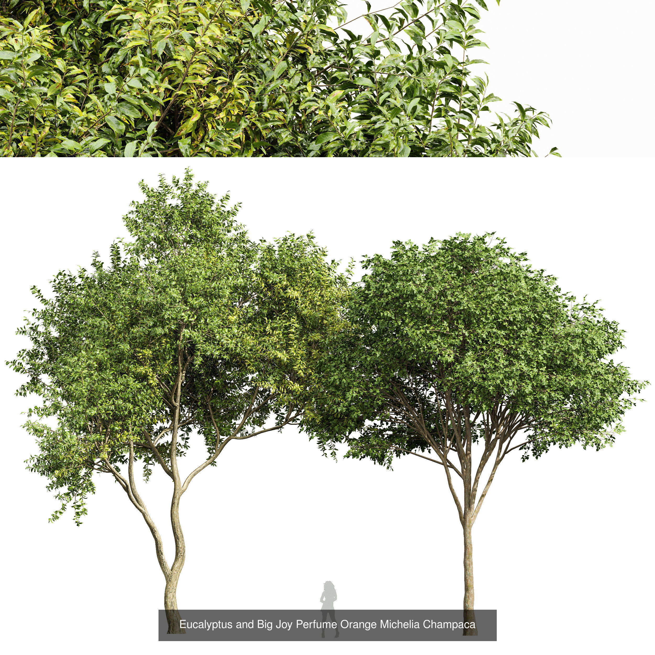 8 Different SETS Of Trees SET VOL10 3D Model Collection_5