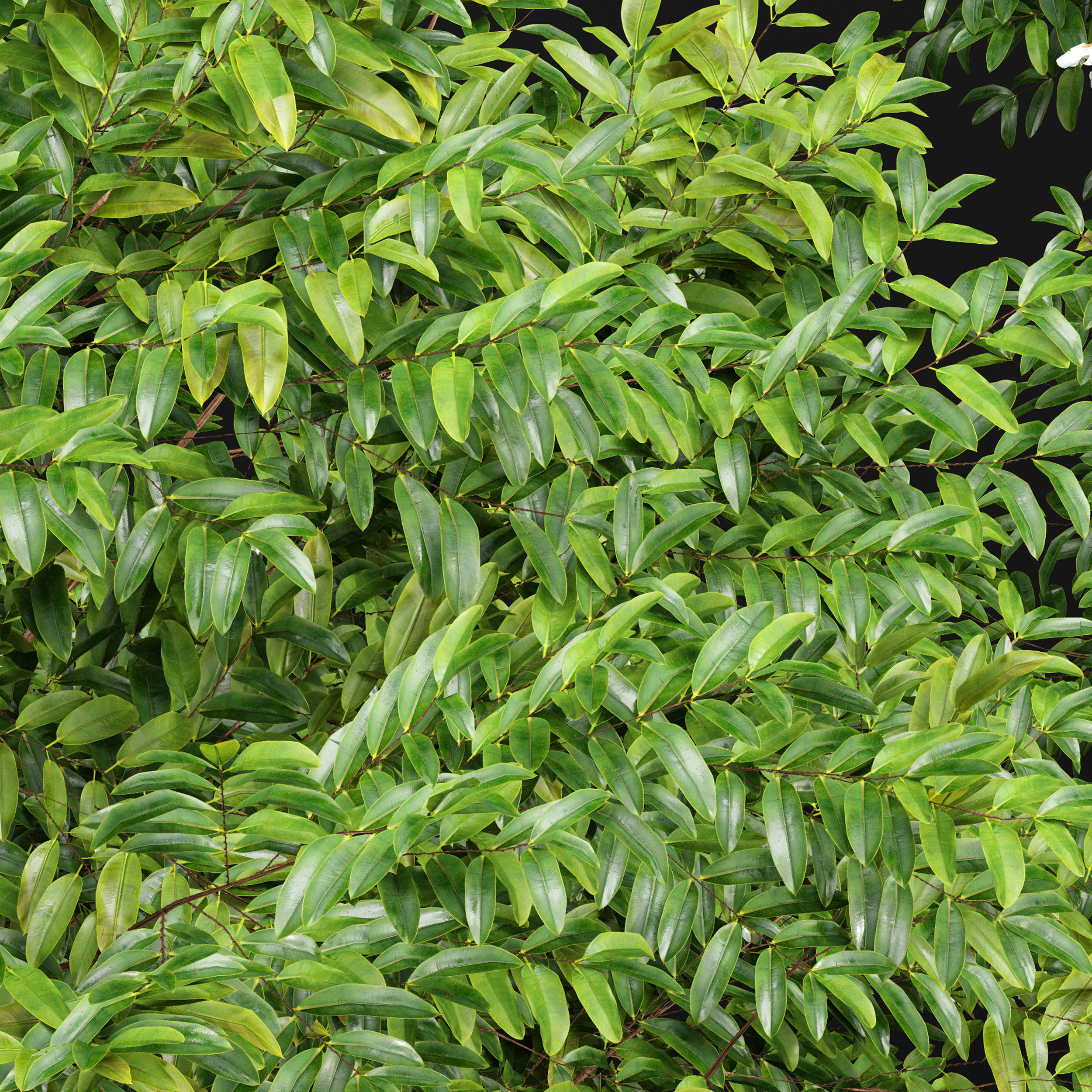 8 Different SETS Of Trees SET VOL10 3D Model Collection_19