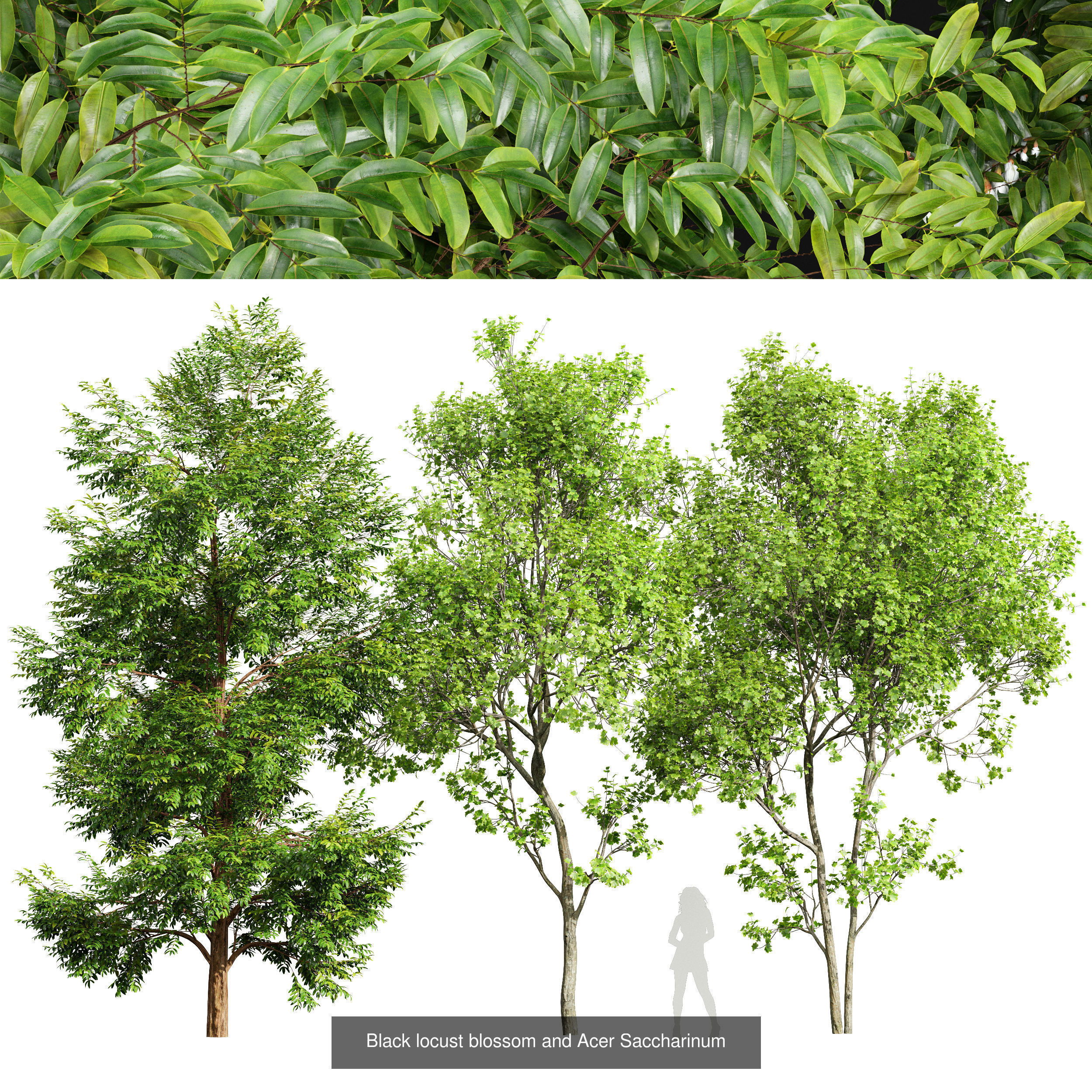 8 Different SETS Of Trees SET VOL10 3D Model Collection_2