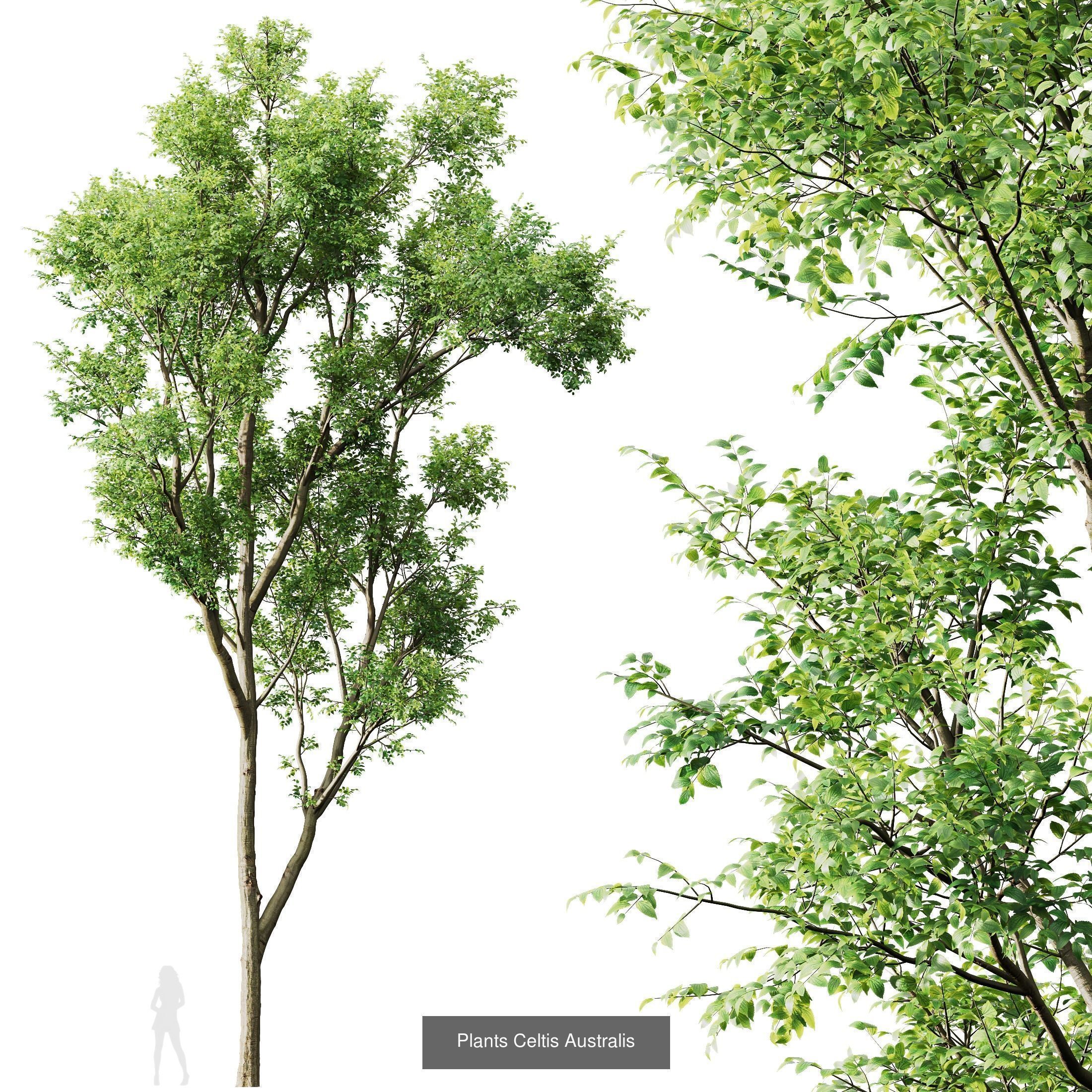 8 Different SETS Of Trees SET VOL10 3D Model Collection_7