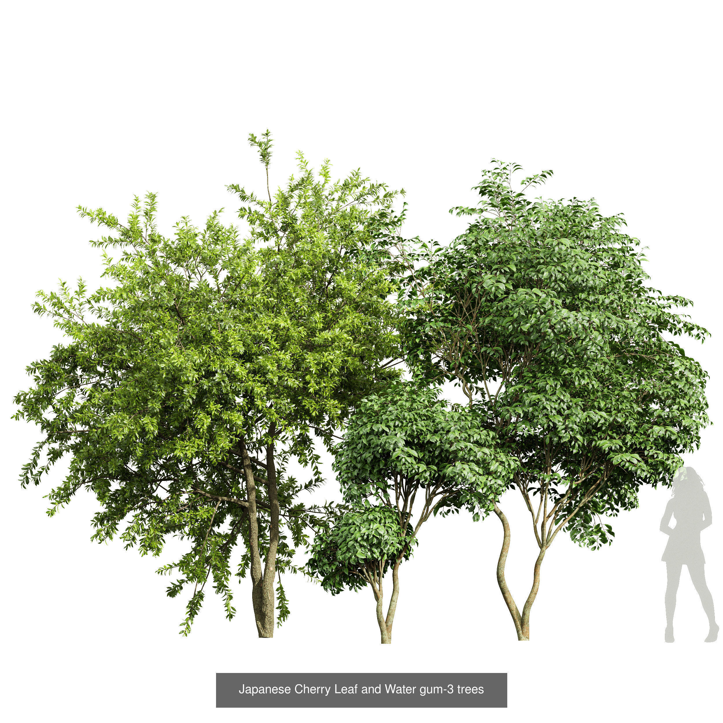 8 Different SETS Of Trees SET VOL10 3D Model Collection_3