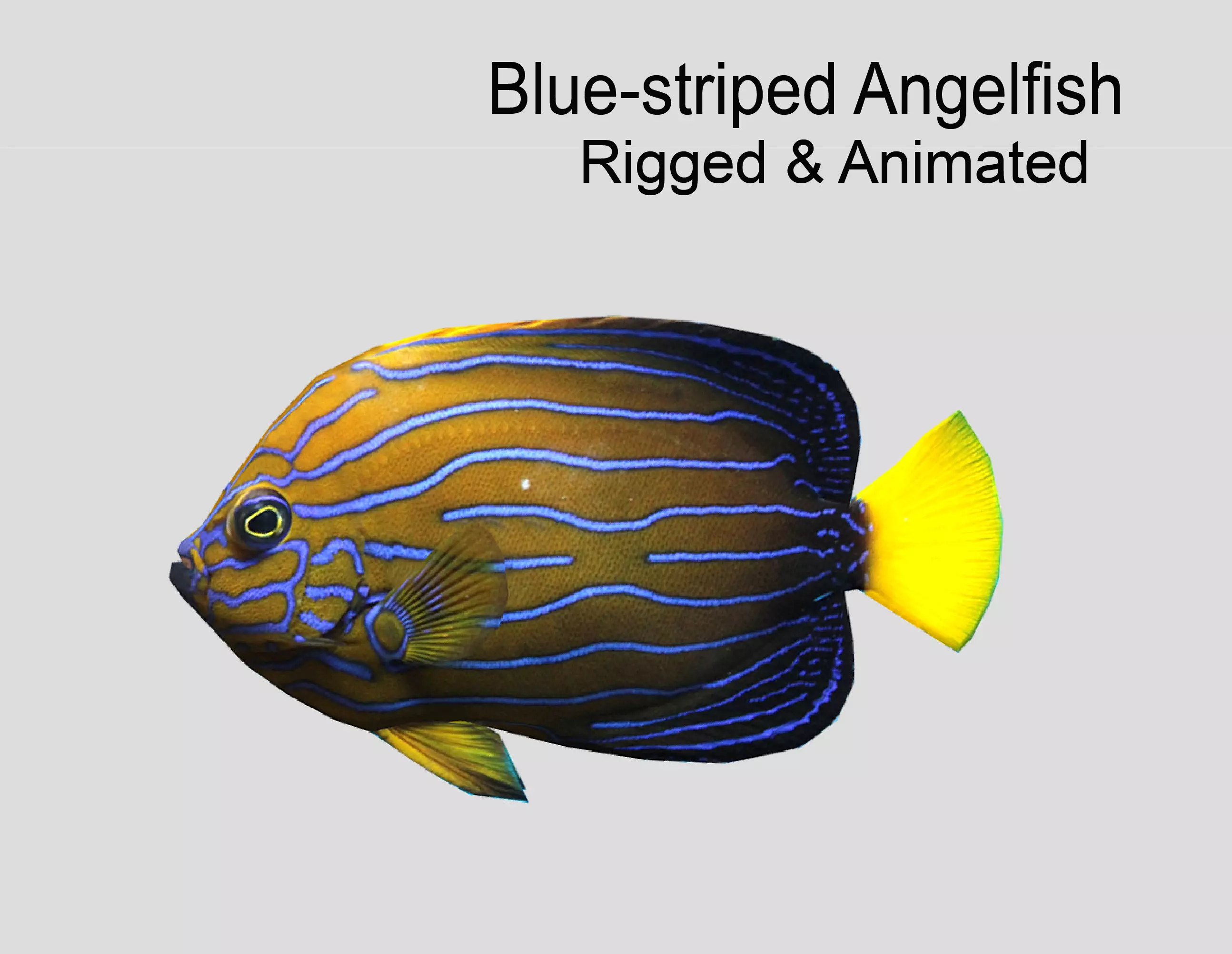 Blue-striped Angelfish Realistic Animated Low-poly 3D model