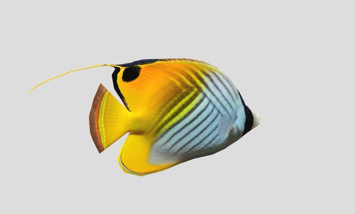 Auriga Butterflyfish Realistic Animated Low-poly 3D model_5