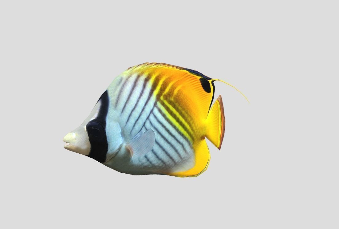 Auriga Butterflyfish Realistic Animated Low-poly 3D model_6