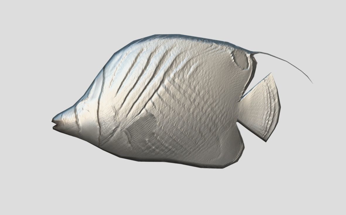 Auriga Butterflyfish Realistic Animated Low-poly 3D model_2