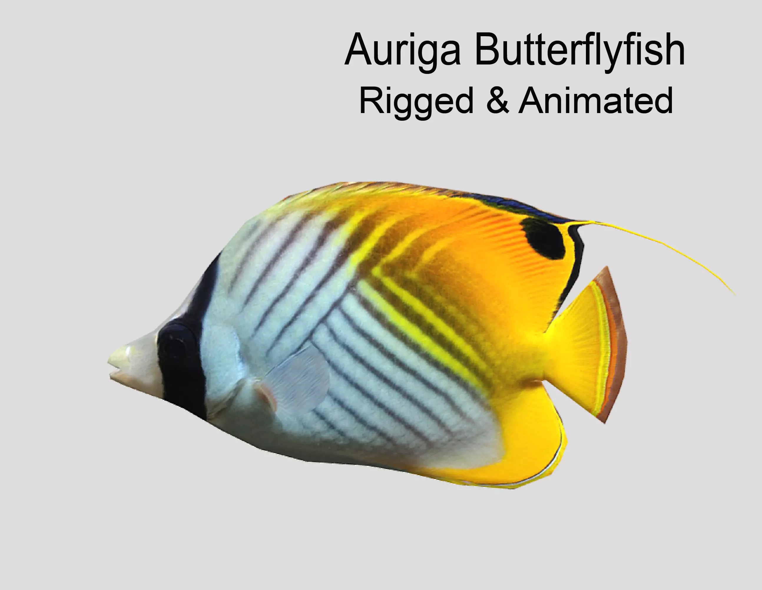 Auriga Butterflyfish Realistic Animated Low-poly 3D model_0