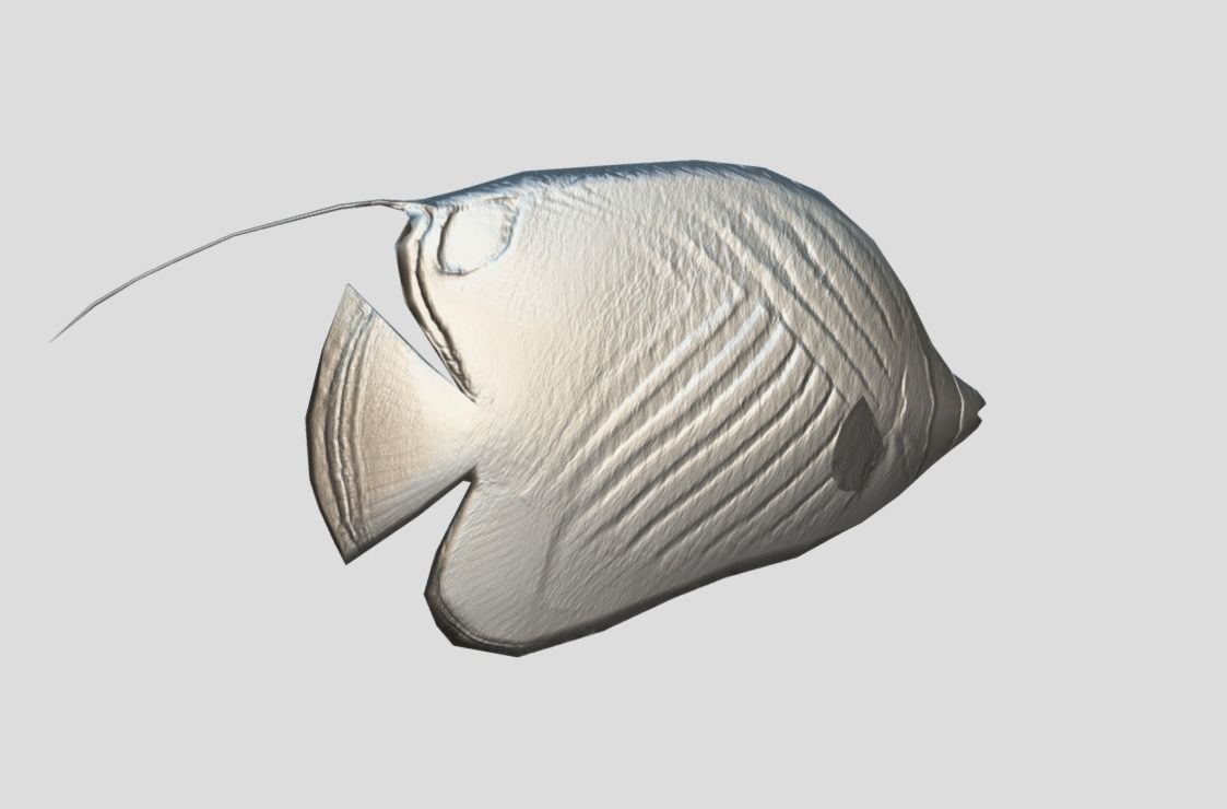Auriga Butterflyfish Realistic Animated Low-poly 3D model_7