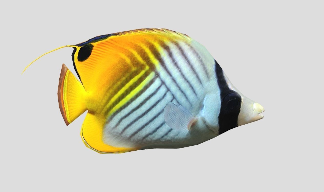 Auriga Butterflyfish Realistic Animated Low-poly 3D model_3