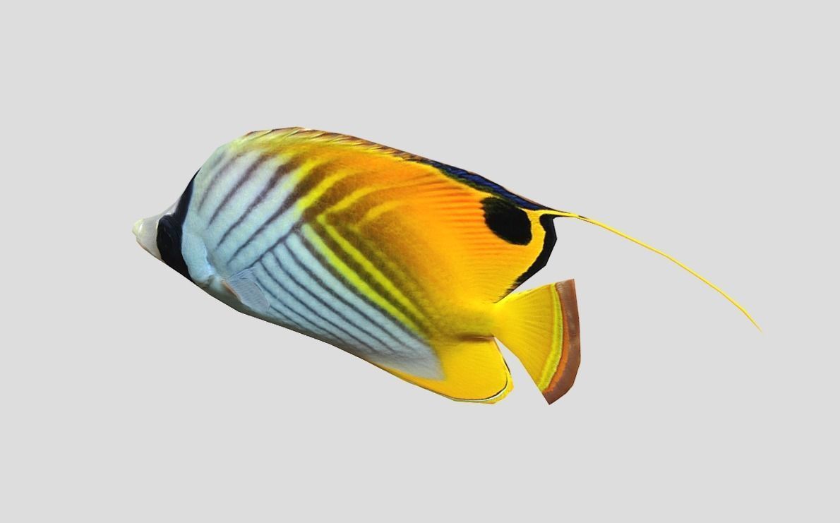 Auriga Butterflyfish Realistic Animated Low-poly 3D model_4