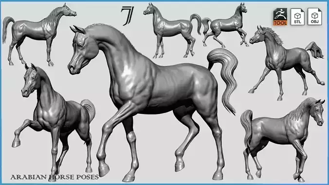 7-Arabian Horse Poses