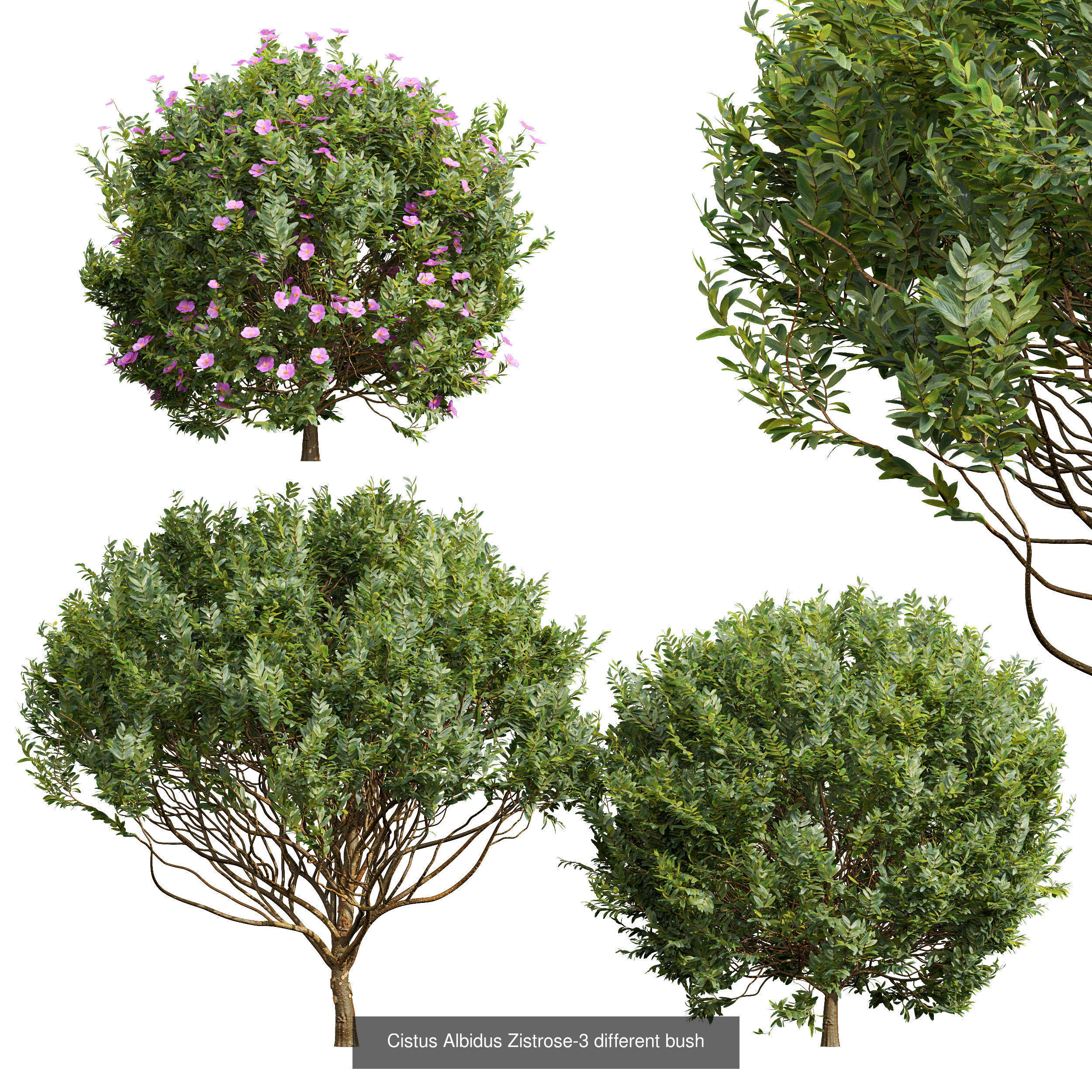 10 Different SETS Of Bush Grass SET VOL11 3D Model Collection_3