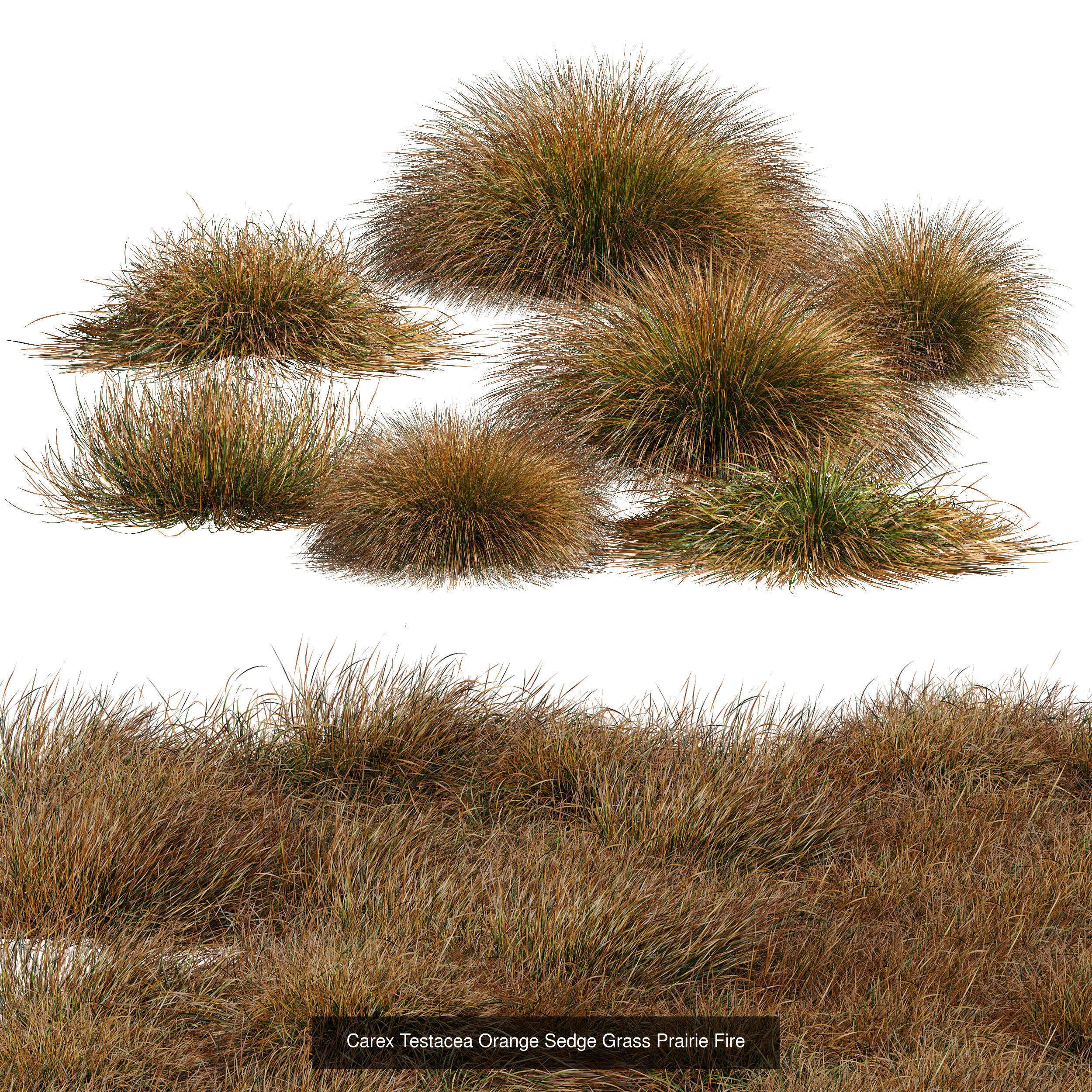 10 Different SETS Of Bush Grass SET VOL11 3D Model Collection_8