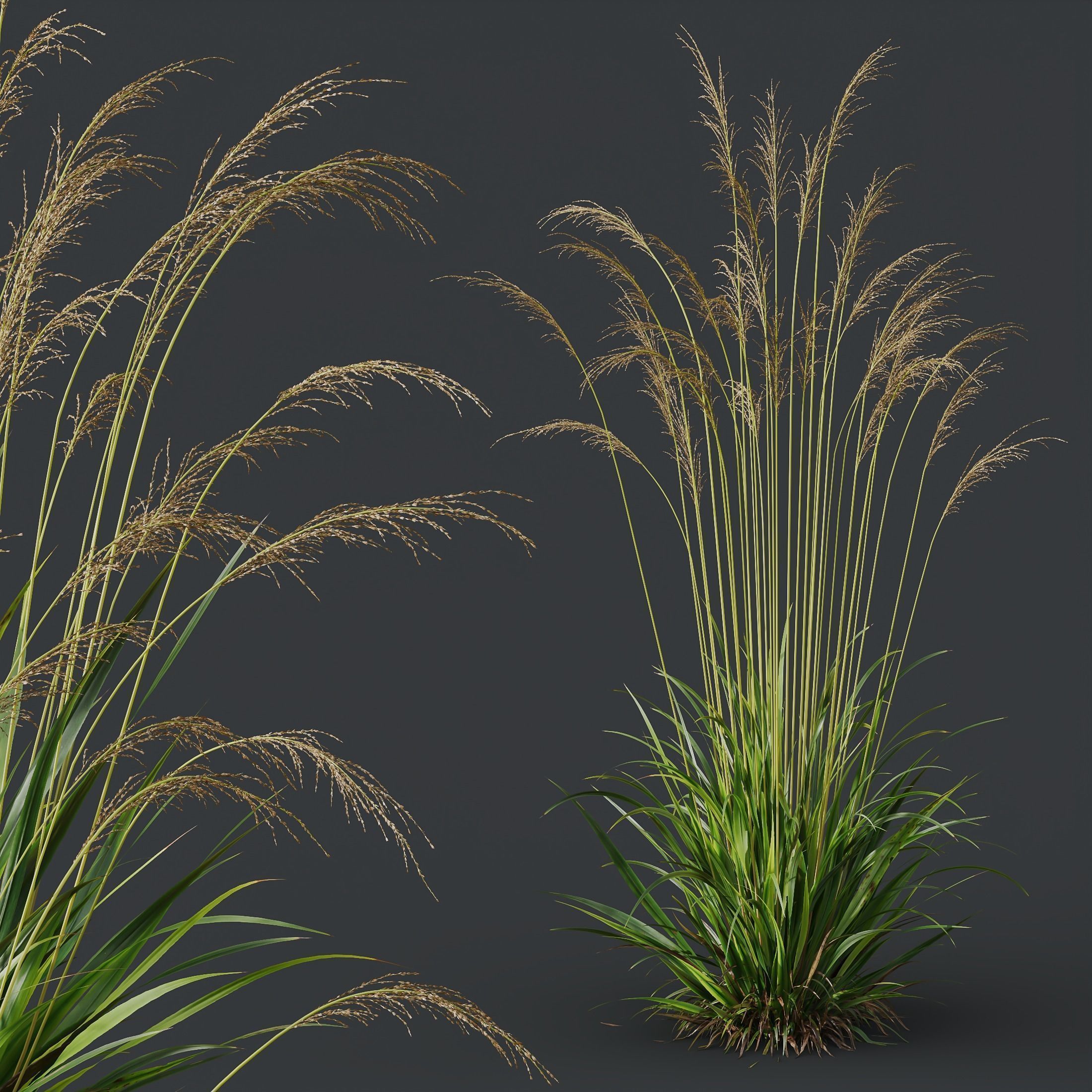 10 Different SETS Of Bush Grass SET VOL11 3D Model Collection_22