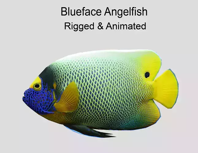 Blueface Angelfish Realistic Animated Low-poly 3D model