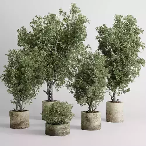 outdoor plant set 166 pot old olive tree concrete old vase