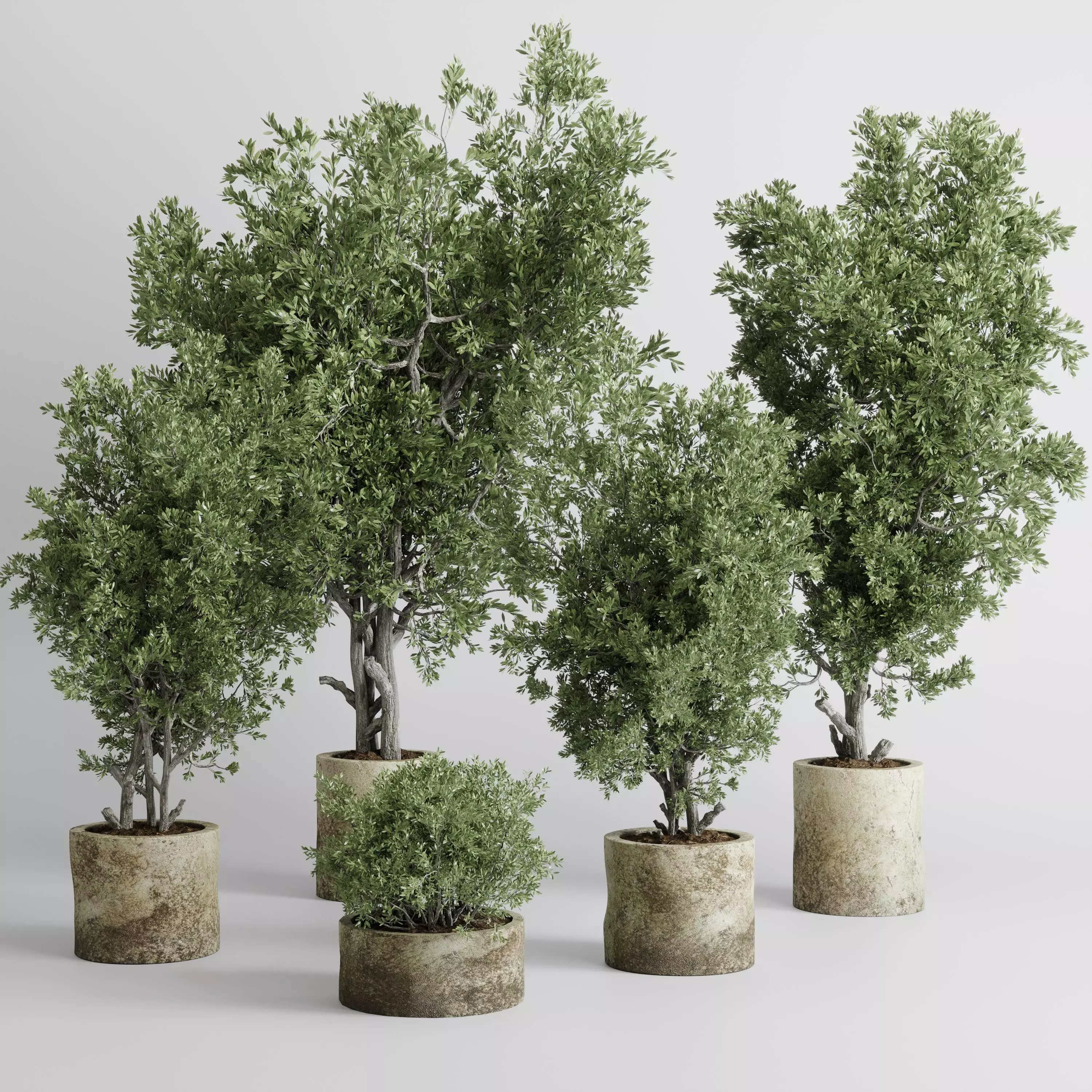 outdoor plant set 166 pot old olive tree concrete old vase Low-poly 3D model