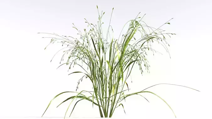 EVERYPlant Cheatgrass 1 --18 Models-- 3D model