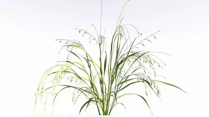 EVERYPlant Cheatgrass 2 --18 Models-- 3D model