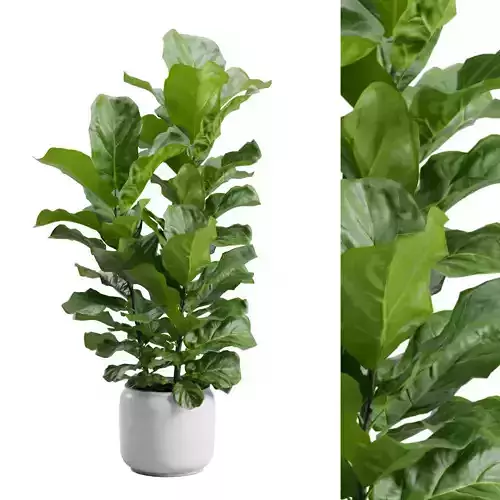 Potted Ficus Lyrata