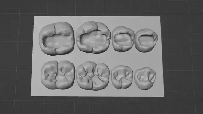 Dental training model of lower teeth