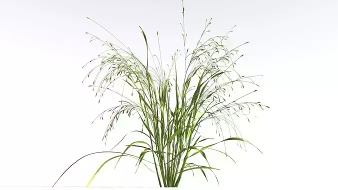 EVERYPlant Cheatgrass 4 --18 Models-- 3D model