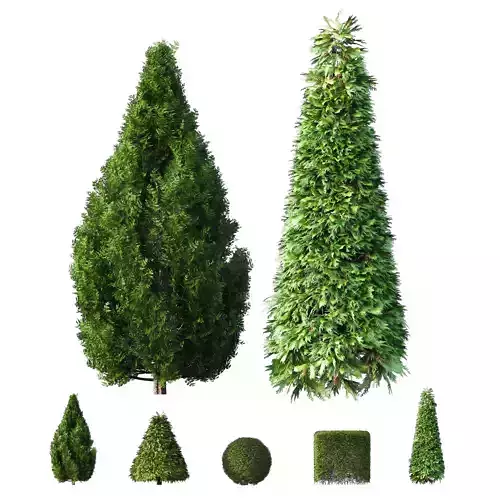 Evergreen Shrubs Cone shaped Dwarf Yaupon Holly Spherical Box 3D model