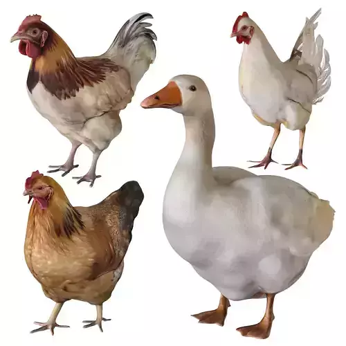 Rooster goose chicken