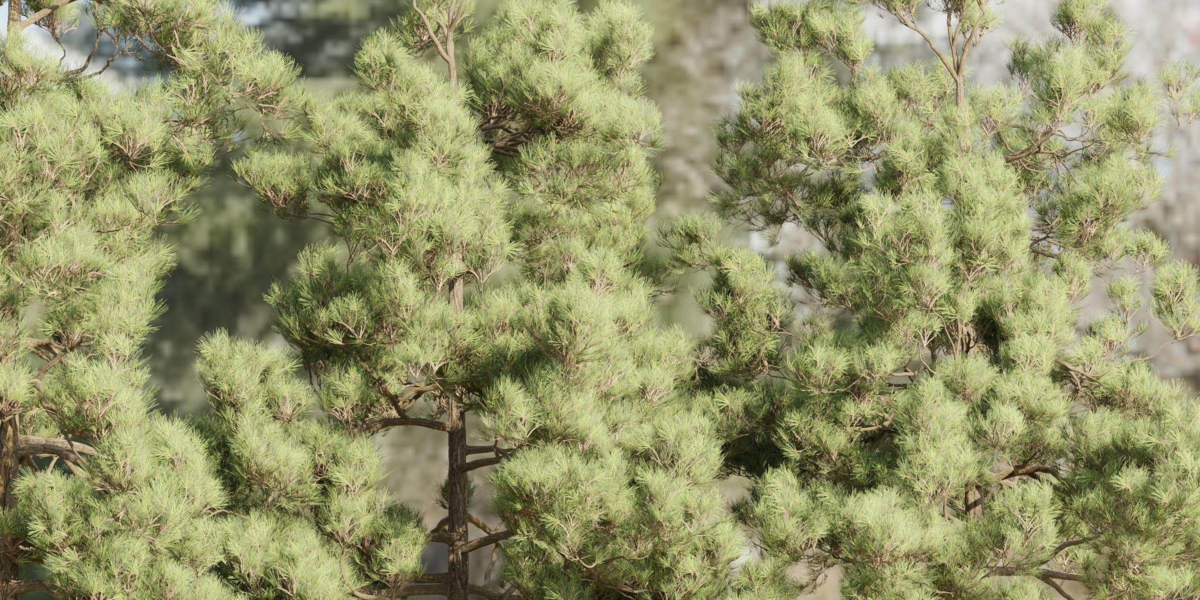 pine trees collection vol 39-Blender 3D model_5