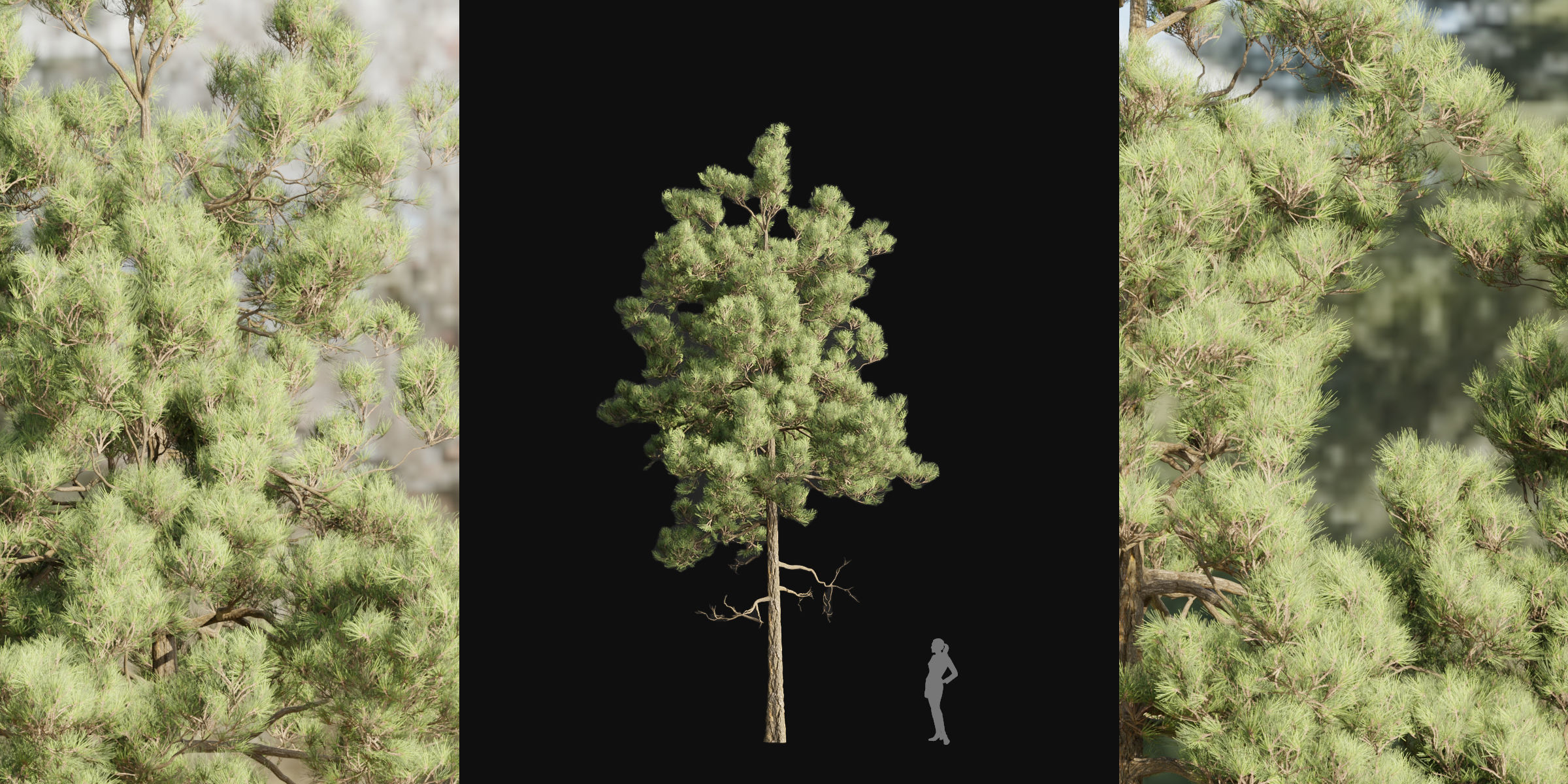 pine trees collection vol 39-Blender 3D model_2