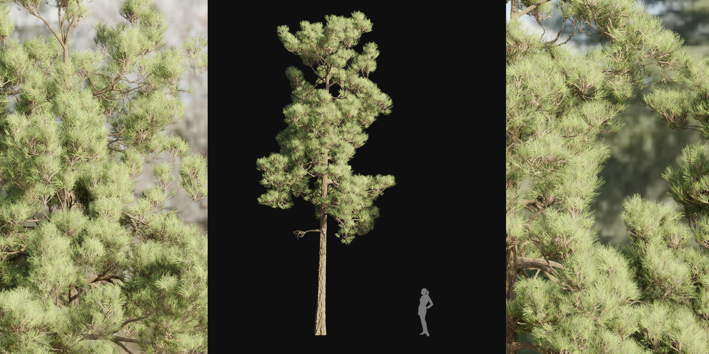 pine trees collection vol 39-Blender 3D model_4