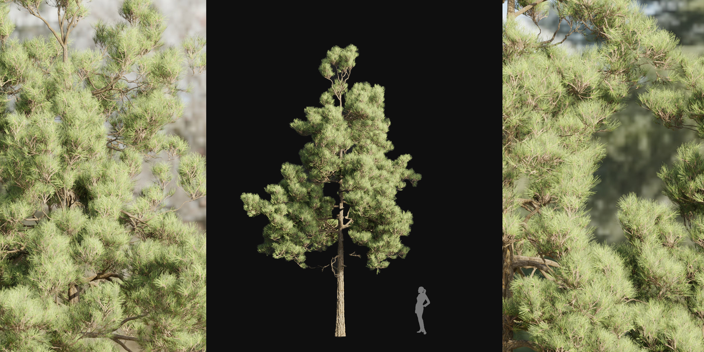 pine trees collection vol 39-Blender 3D model_1