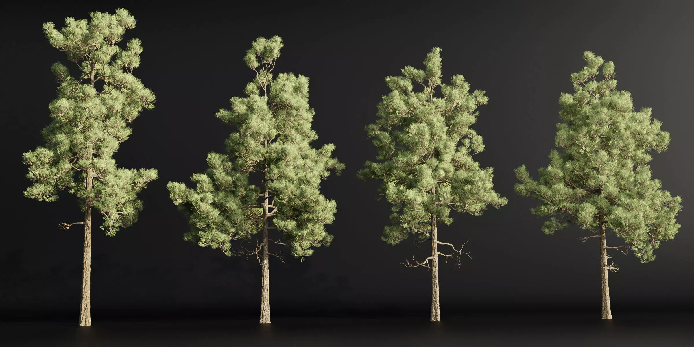 pine trees collection vol 39-Blender 3D model_0