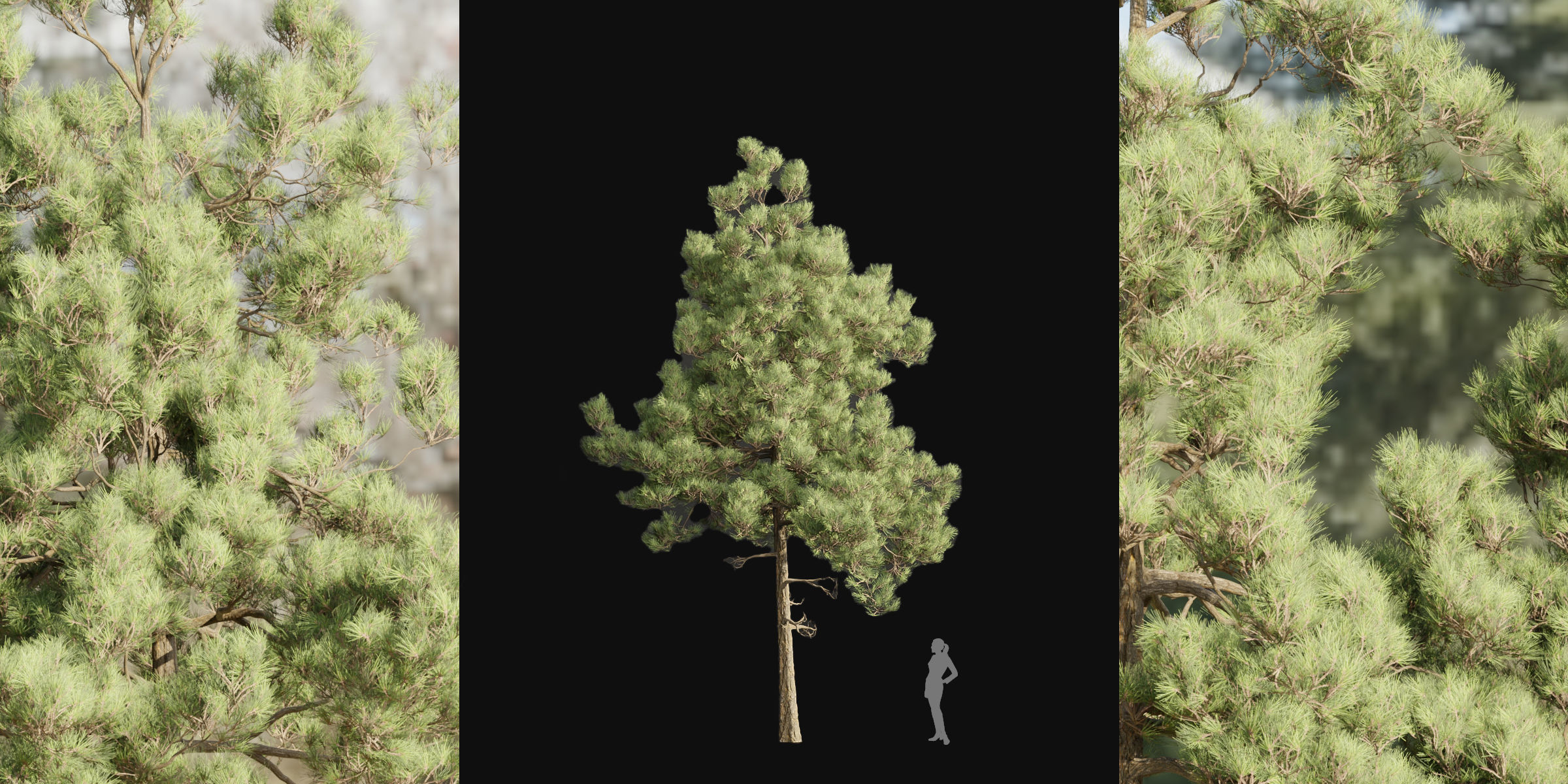 pine trees collection vol 39-Blender 3D model_3