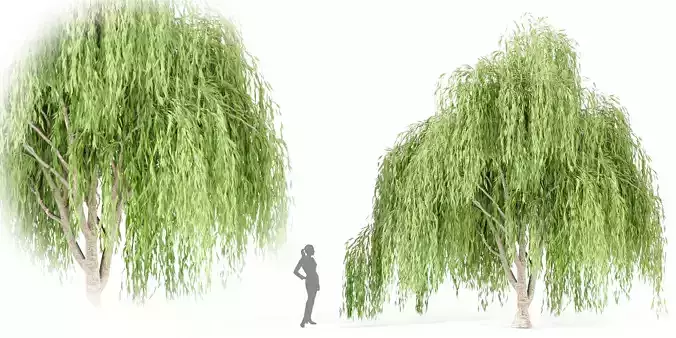 willow trees collection vol 40-Blender 3D model