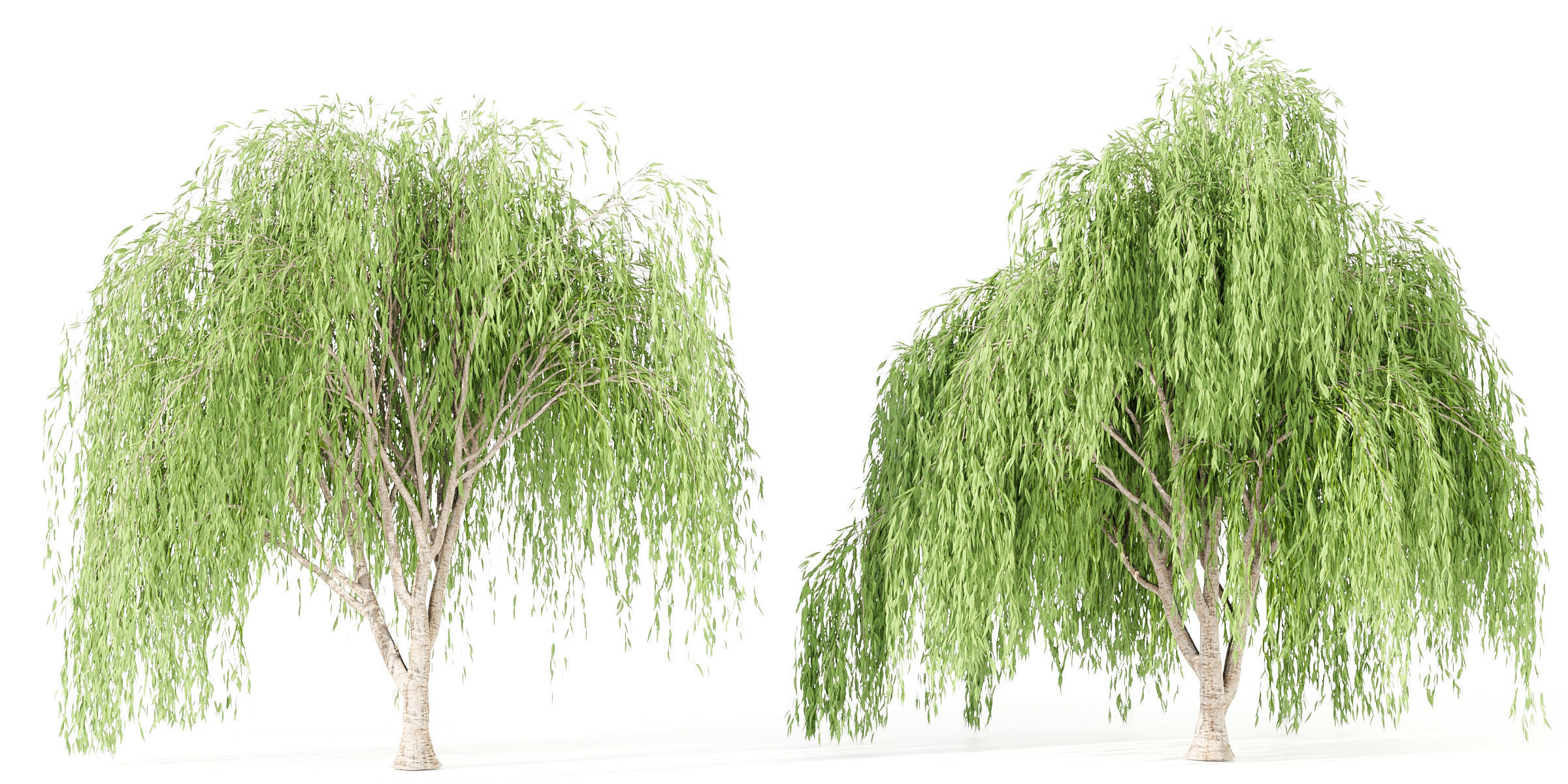 willow trees collection vol 40-Blender 3D model_1
