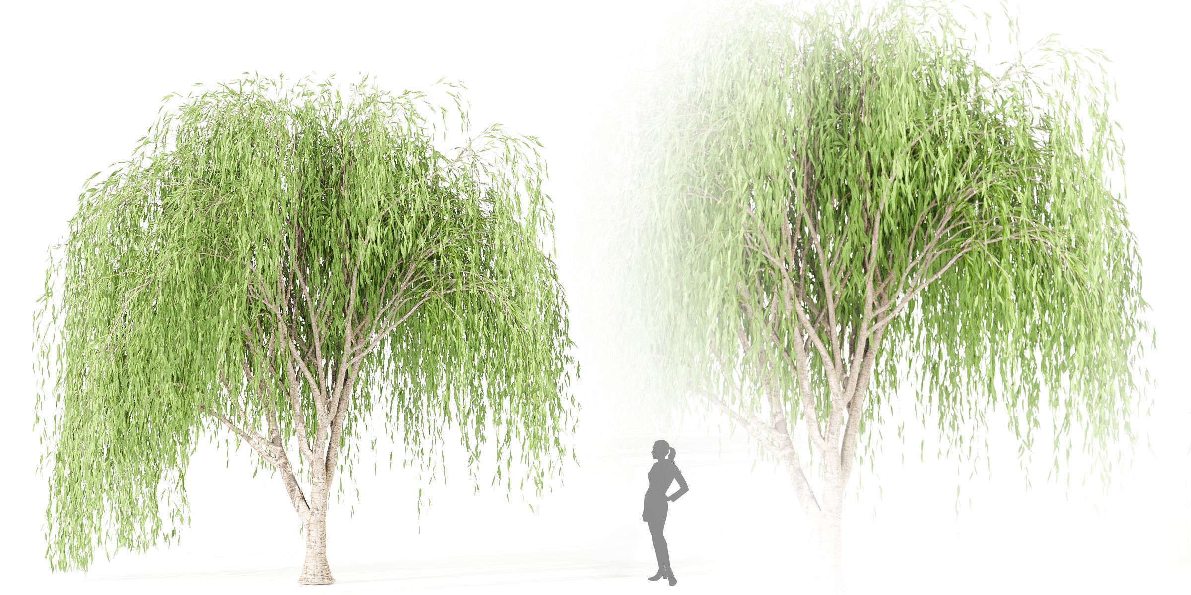 willow trees collection vol 40-Blender 3D model_2
