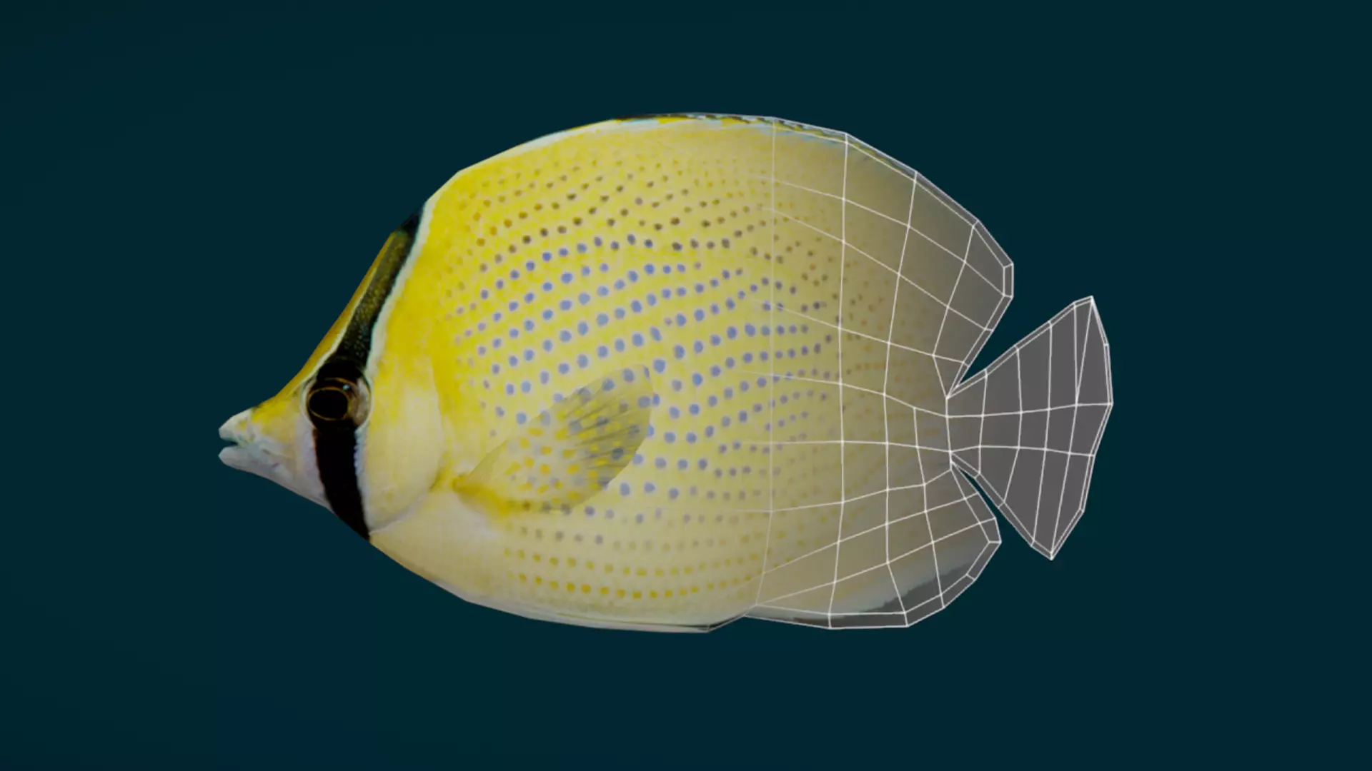 Coral Reef Fish Collection Animated - Game Ready pack 3 Low-poly 3D model_24