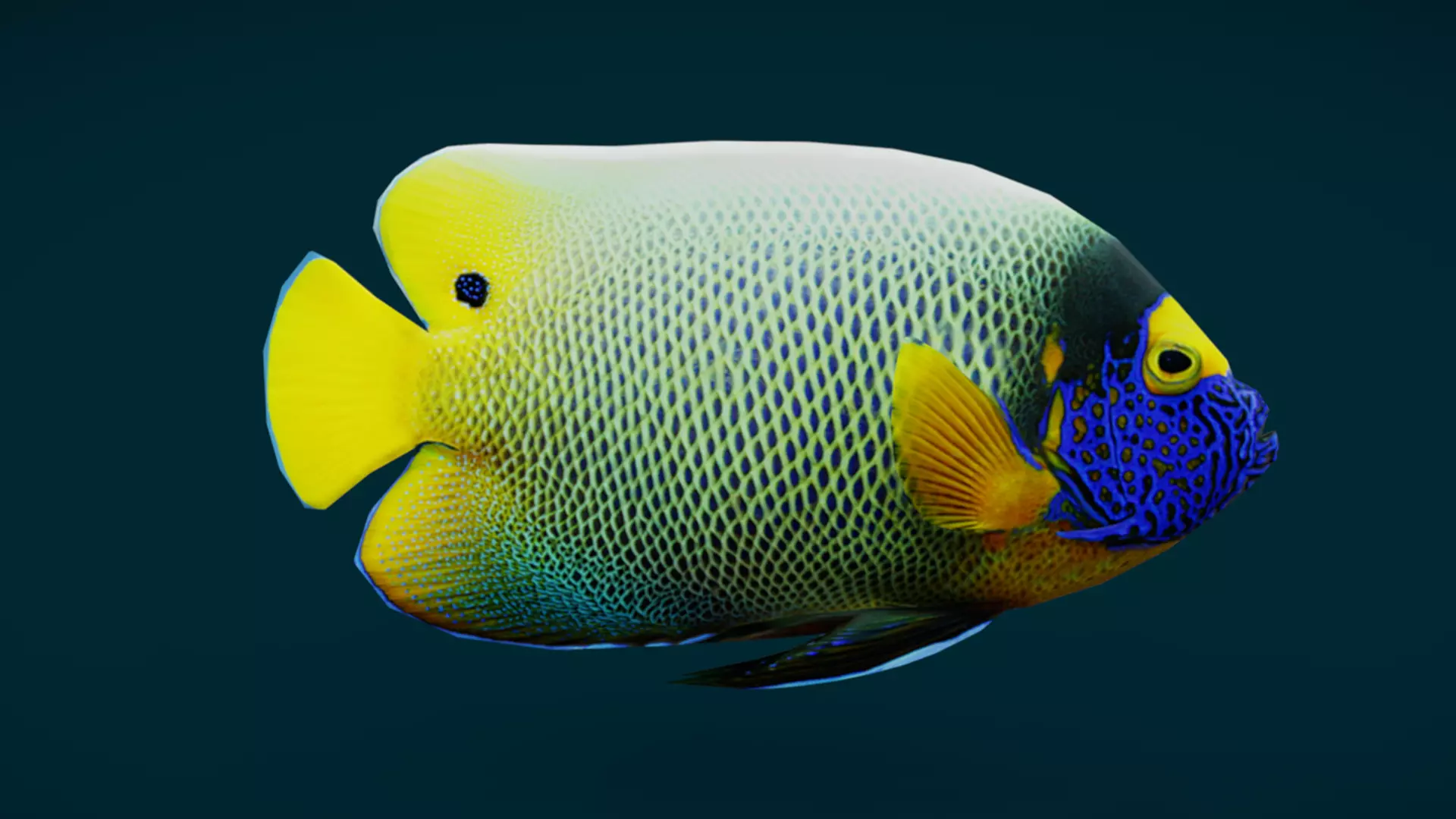 Coral Reef Fish Collection Animated - Game Ready pack 3 Low-poly 3D model_60