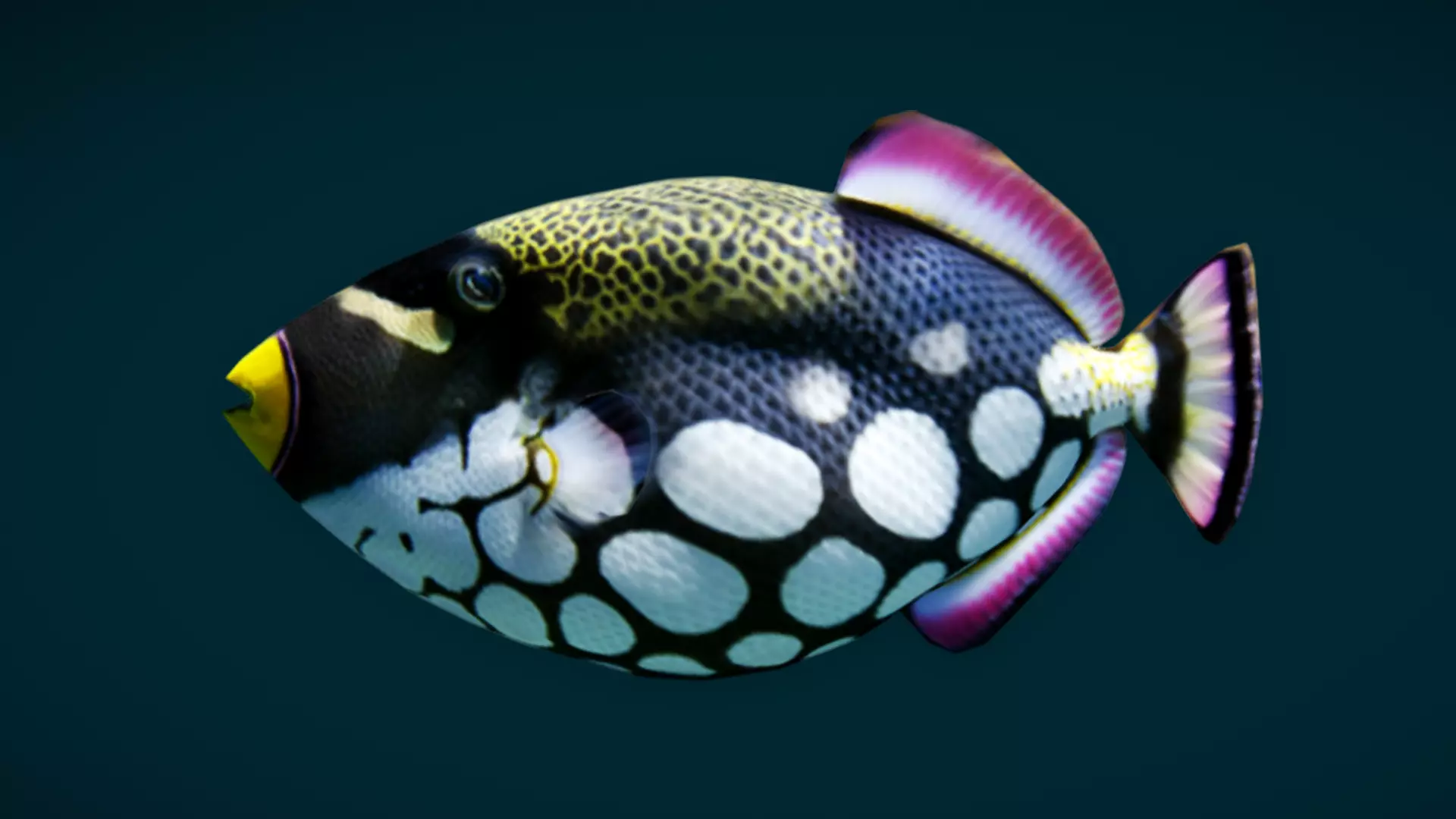 Coral Reef Fish Collection Animated - Game Ready pack 3 Low-poly 3D model_48