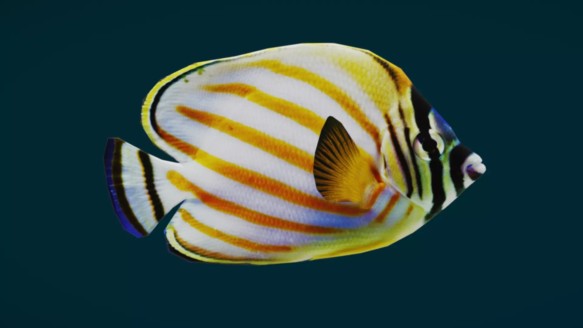 Coral Reef Fish Collection Animated - Game Ready pack 3 Low-poly 3D model_27