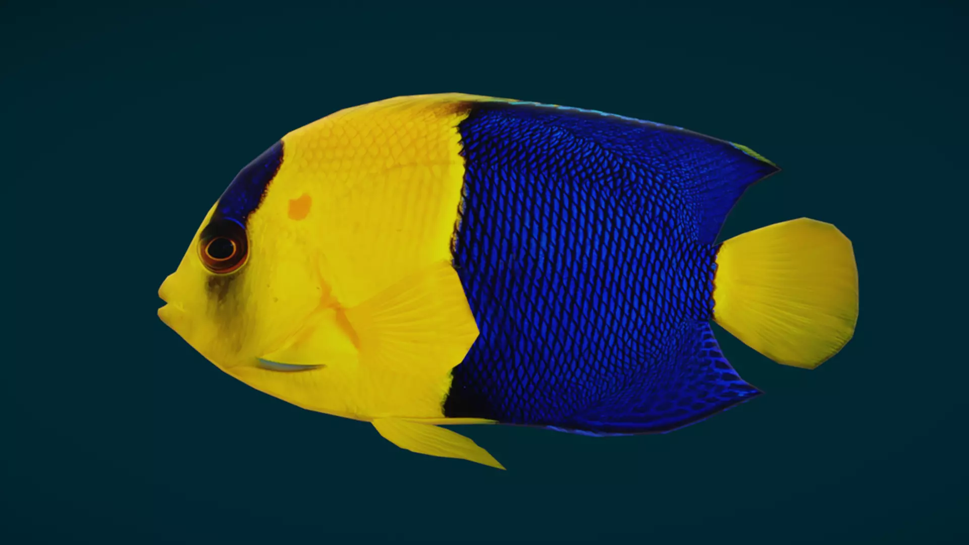 Coral Reef Fish Collection Animated - Game Ready pack 3 Low-poly 3D model_36