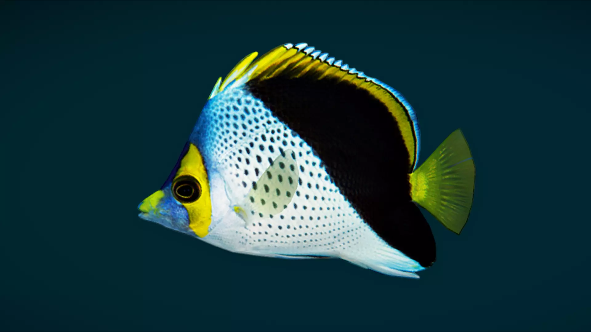 Coral Reef Fish Collection Animated - Game Ready pack 3 Low-poly 3D model_58