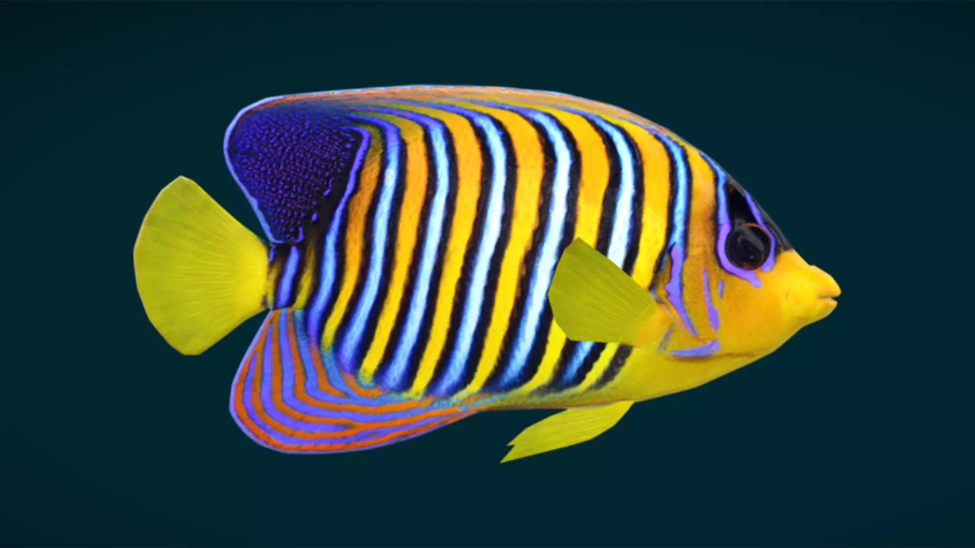 Coral Reef Fish Collection Animated - Game Ready pack 3 Low-poly 3D model_46