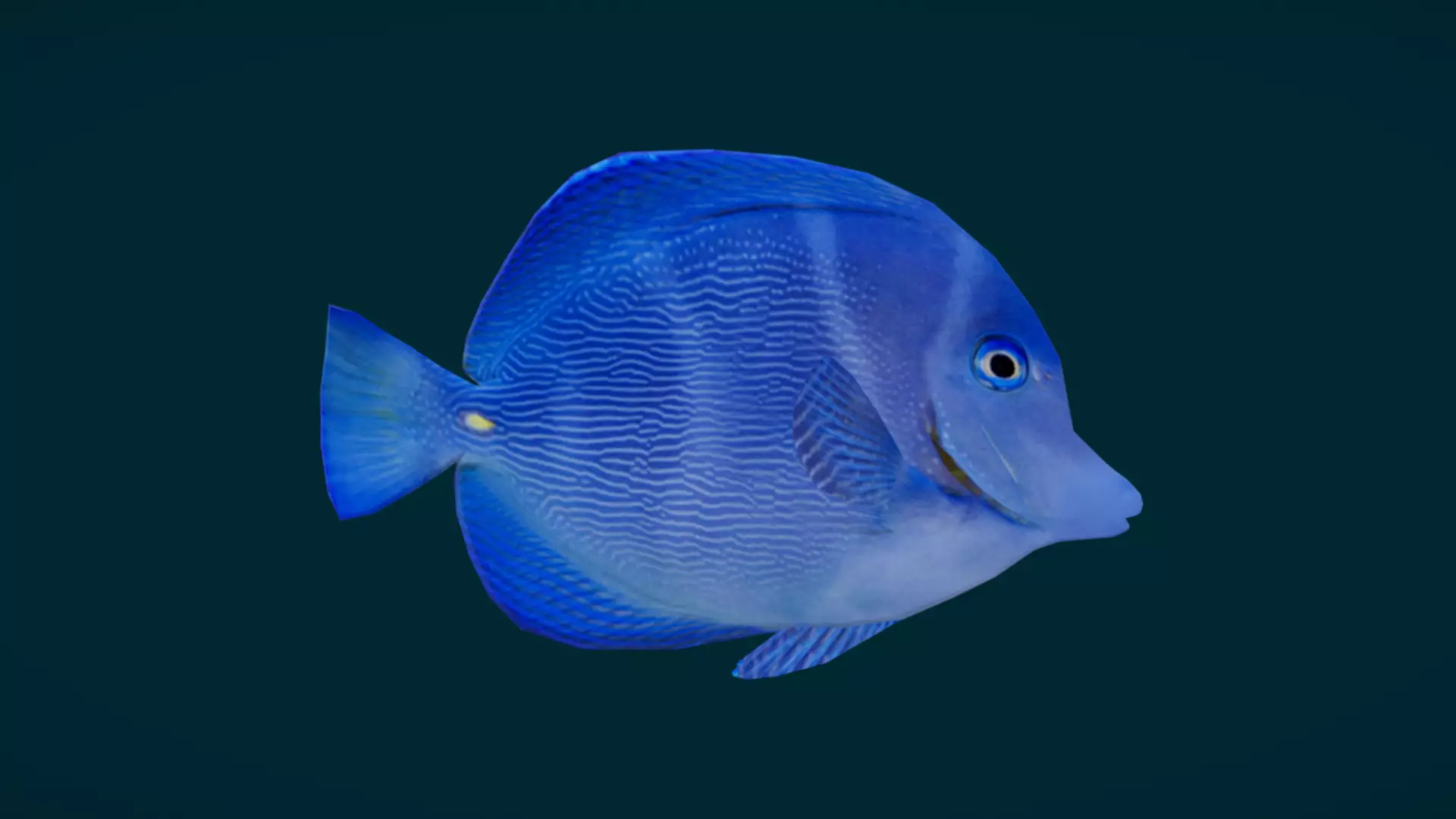 Coral Reef Fish Collection Animated - Game Ready pack 3 Low-poly 3D model_40