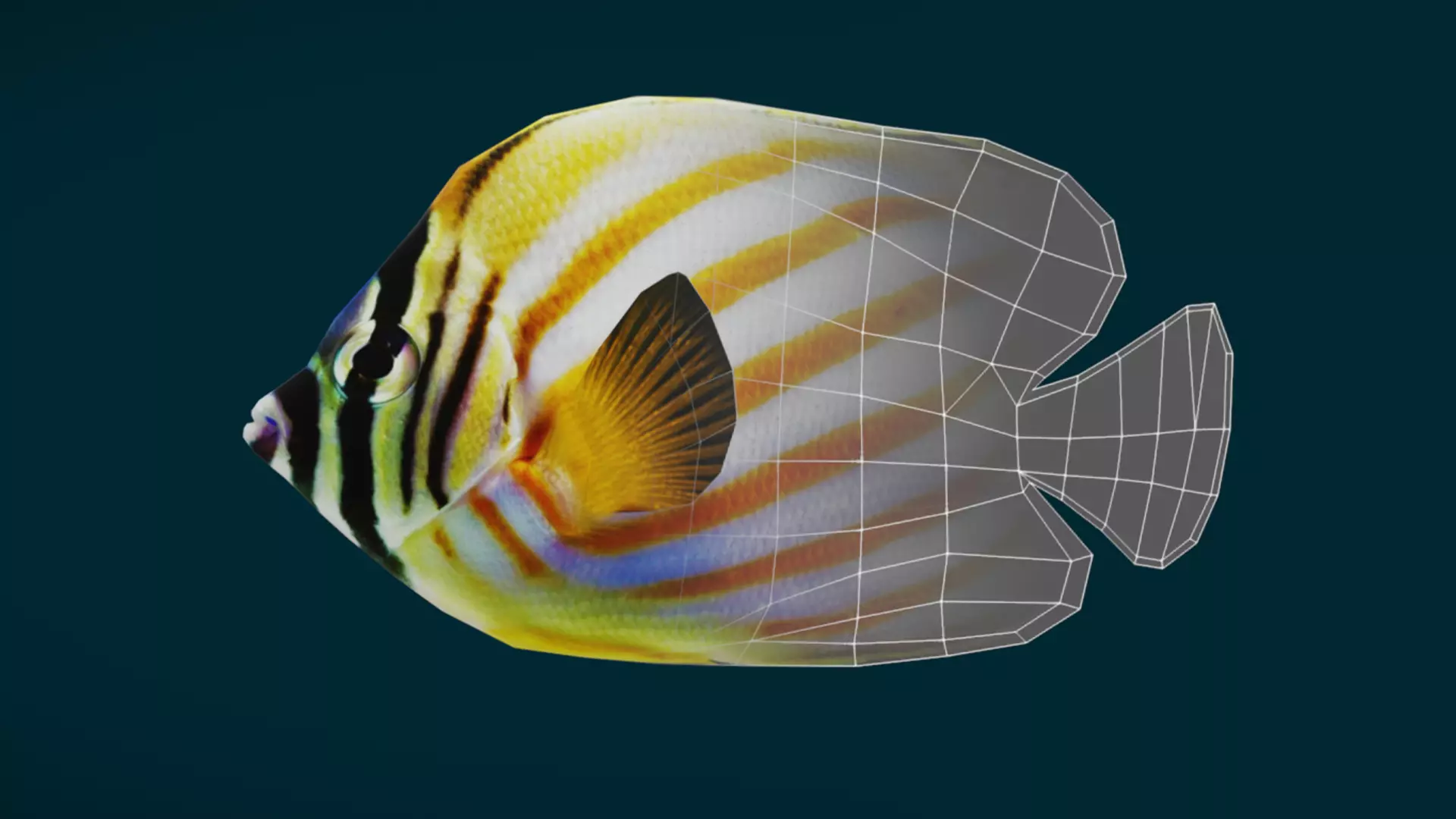 Coral Reef Fish Collection Animated - Game Ready pack 3 Low-poly 3D model_28