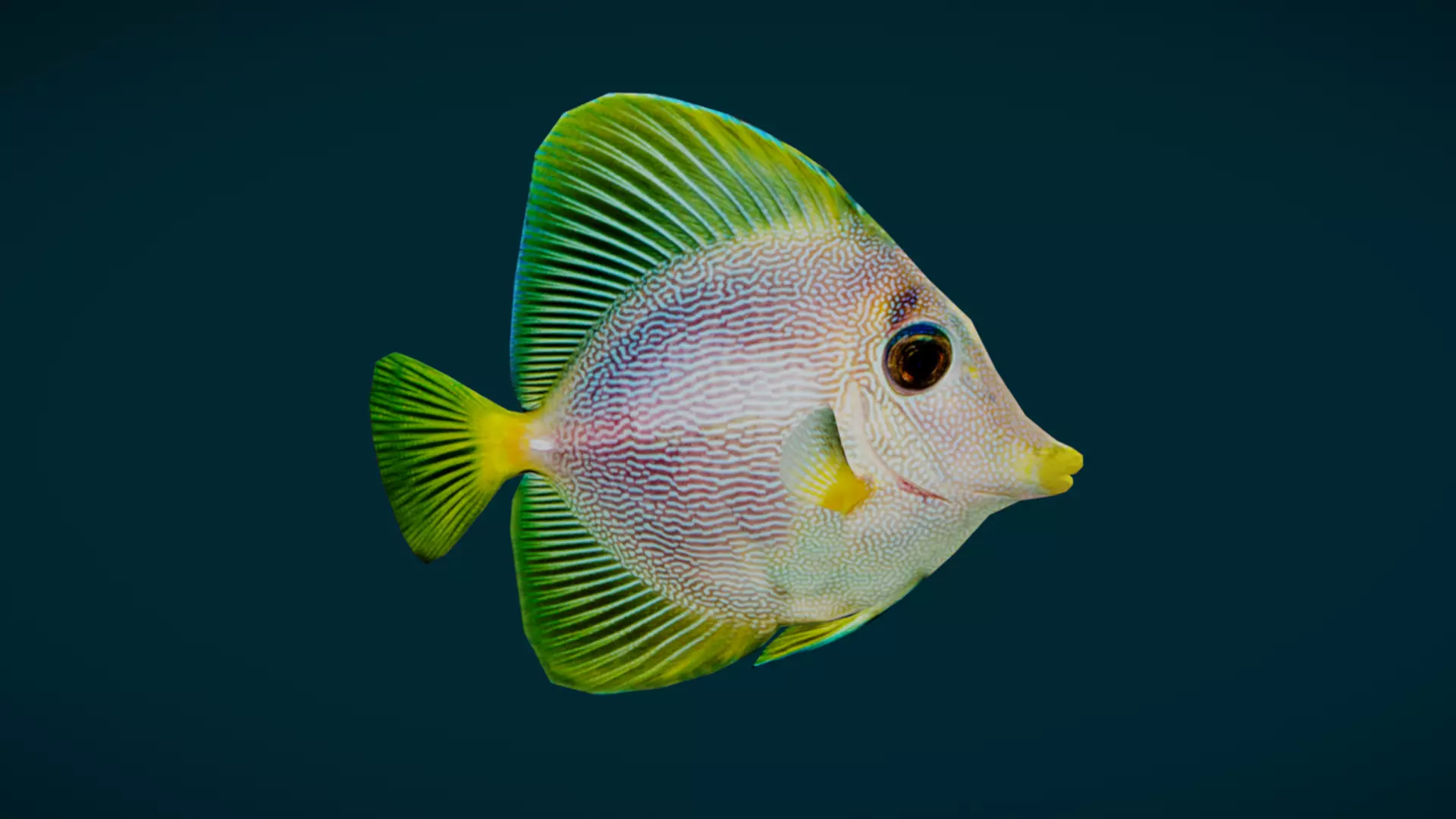 Coral Reef Fish Collection Animated - Game Ready pack 3 Low-poly 3D model_30