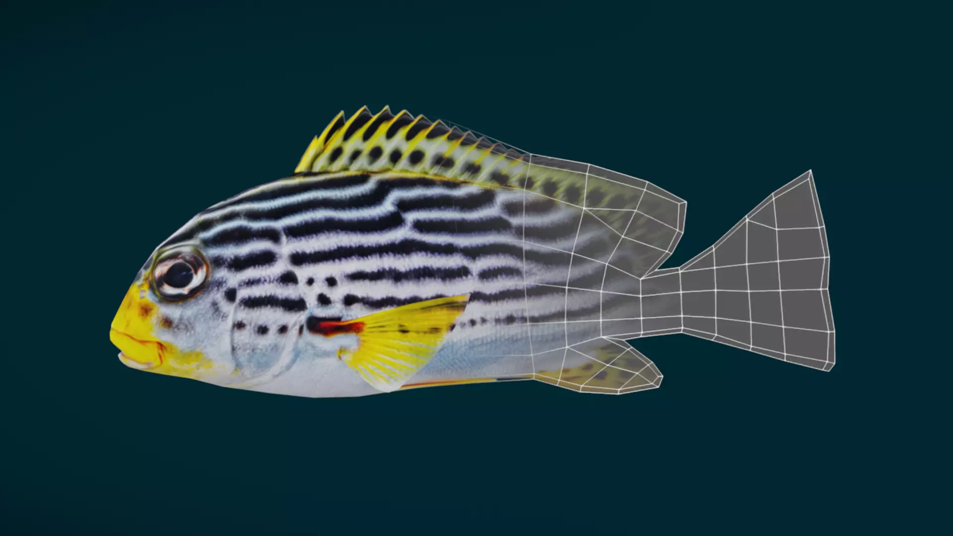 Coral Reef Fish Collection Animated - Game Ready pack 3 Low-poly 3D model_15