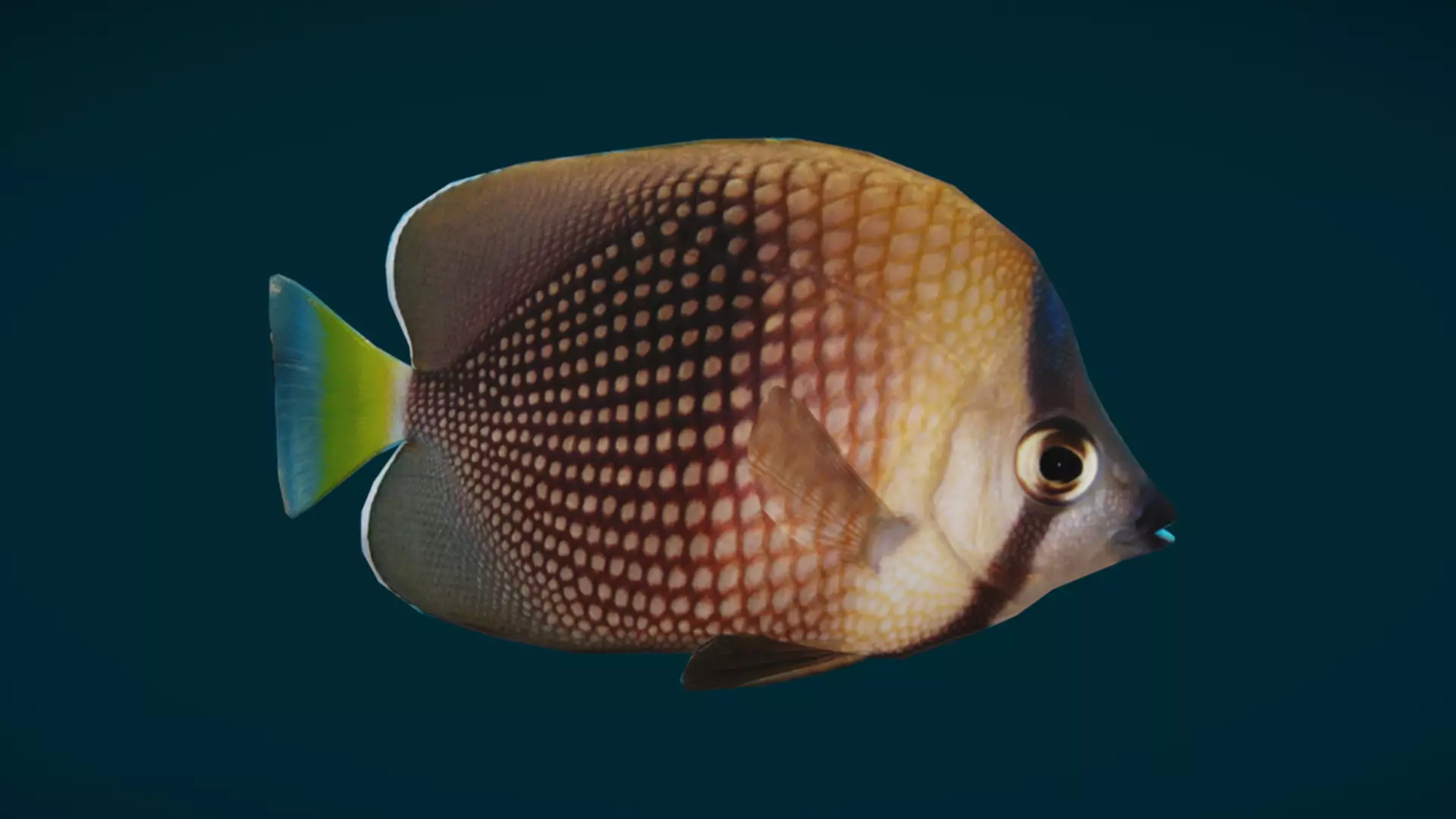 Coral Reef Fish Collection Animated - Game Ready pack 3 Low-poly 3D model_38