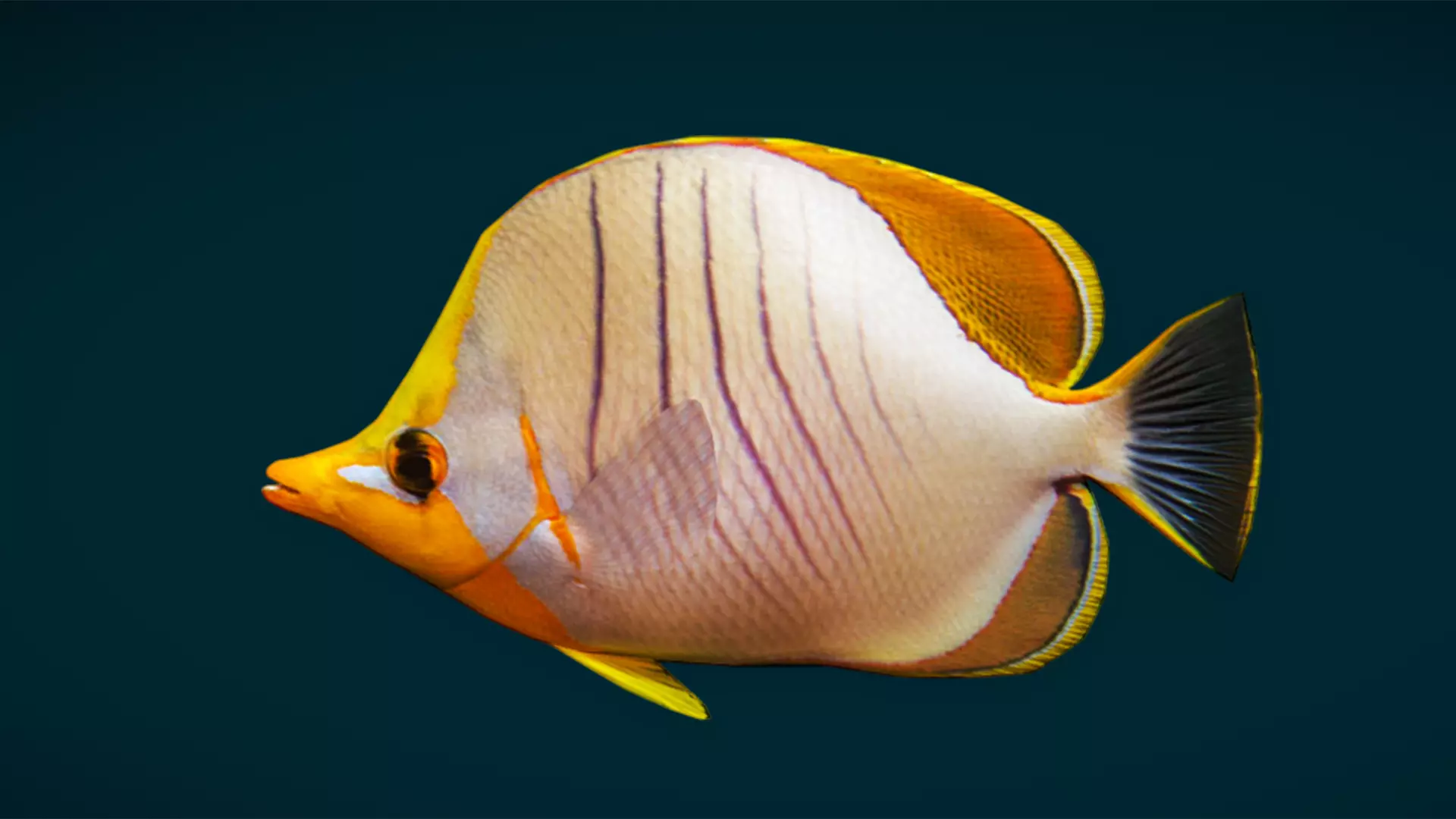 Coral Reef Fish Collection Animated - Game Ready pack 3 Low-poly 3D model_45